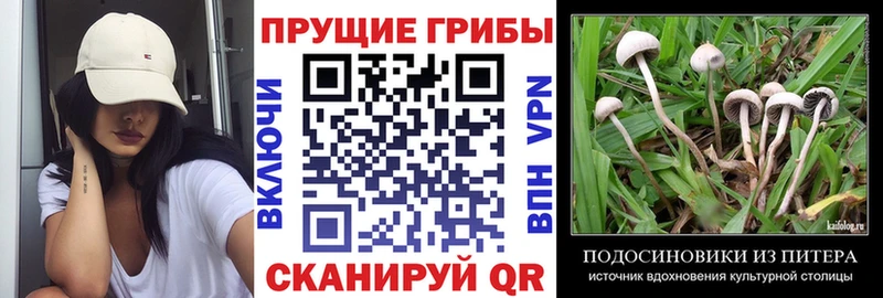 Купить закладки  Геленджик  Псилоцибиновые грибы Psilocybine cubensis 